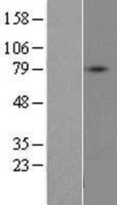 Western Blot: DDO Overexpression Lysate (Adult Normal) [NBP2-09798] Left-Empty vector transfected control cell lysate (HEK293 cell lysate); Right -Over-expression Lysate for DDO.