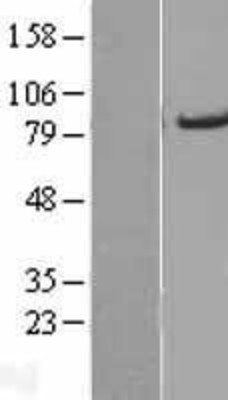 Western Blot: ACSL5 Overexpression Lysate (Adult Normal) [NBL1-07266] Left-Empty vector transfected control cell lysate (HEK293 cell lysate); Right -Over-expression Lysate for ACSL5.
