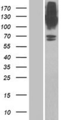 Western Blot: SLC6A9 Overexpression Lysate (Adult Normal) [NBP2-09838] Left-Empty vector transfected control cell lysate (HEK293 cell lysate); Right -Over-expression Lysate for SLC6A9.