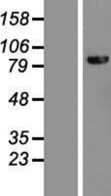 Western Blot: DHX40 Overexpression Lysate (Adult Normal) [NBL1-09882] Left-Empty vector transfected control cell lysate (HEK293 cell lysate); Right -Over-expression Lysate for DHX40.