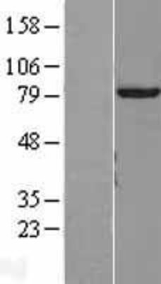 Western Blot: TTLL12 Overexpression Lysate (Adult Normal) [NBL1-17418] Left-Empty vector transfected control cell lysate (HEK293 cell lysate); Right -Over-expression Lysate for TTLL12.