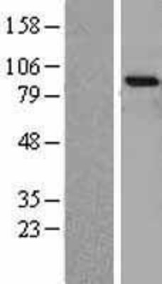 Western Blot: TrkA Overexpression Lysate (Adult Normal) [NBL1-13834] Left-Empty vector transfected control cell lysate (HEK293 cell lysate); Right -Over-expression Lysate for TrkA.
