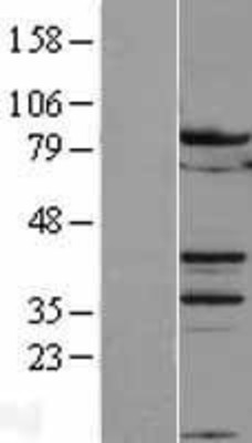 Western Blot: B-Myb Overexpression Lysate (Adult Normal) [NBL1-13412] Left-Empty vector transfected control cell lysate (HEK293 cell lysate); Right -Over-expression Lysate for B-Myb.