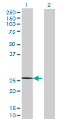Lane 1: KIRREL2 transfected lysate (24.2 KDa) Lane 2: Non-transfected lysate.