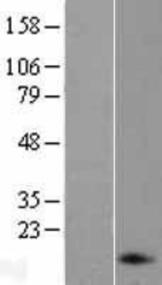 Western Blot: proANP Overexpression Lysate (Adult Normal) [NBL1-13752] Left-Empty vector transfected control cell lysate (HEK293 cell lysate); Right -Over-expression Lysate for proANP.