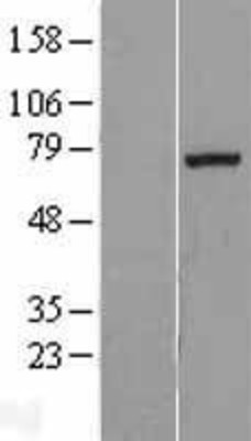 Western Blot: Exostosin 1 Overexpression Lysate (Adult Normal) [NBL1-10393] Left-Empty vector transfected control cell lysate (HEK293 cell lysate); Right -Over-expression Lysate for Exostosin 1.