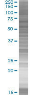 FGD5 transfected lysate.