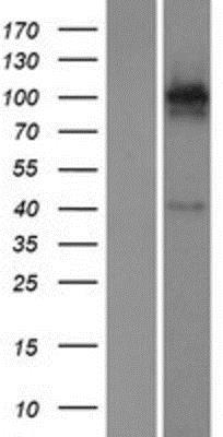 Western Blot: Glutamate Receptor KA1 Overexpression Lysate (Native) [NBP2-10312] - Glutamate Receptor KA1 Overexpression Lysate (Native) Left-Empty vector transfected control cell lysate (HEK293 cell lysate); Right -Over-expression Lysate for Glutamate receptor KA1.