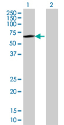 Lane 1: FGD5 transfected lysate (59.51 KDa) Lane 2: Non-transfected lysate.