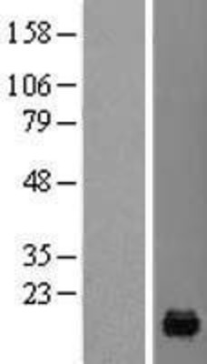 Western Blot: PFDN4 Overexpression Lysate (Adult Normal) [NBL1-14308] Left-Empty vector transfected control cell lysate (HEK293 cell lysate); Right -Over-expression Lysate for PFDN4.