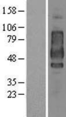 Western Blot: CD44 Overexpression Lysate (Adult Normal) [NBL1-08952] Left-Empty vector transfected control cell lysate (HEK293 cell lysate); Right -Over-expression Lysate for CD44.