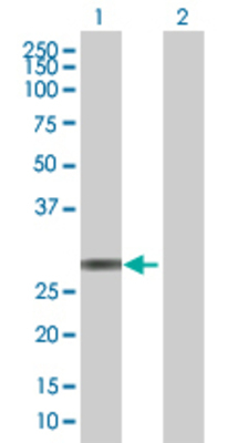 Lane 1: TMED1 transfected lysate (25.2 KDa) Lane 2: Non-transfected lysate.