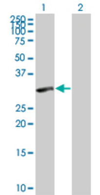 Lane 1: TP53I3 transfected lysate (35.5 KDa) Lane 2: Non-transfected lysate.
