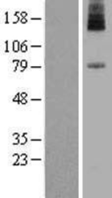 Western Blot: PIGN Overexpression Lysate (Adult Normal) [NBP2-09846] Left-Empty vector transfected control cell lysate (HEK293 cell lysate); Right -Over-expression Lysate for PIGN.