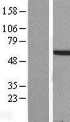 Western Blot: HOXA3 Overexpression Lysate (Adult Normal) [NBP2-10008] Left-Empty vector transfected control cell lysate (HEK293 cell lysate); Right -Over-expression Lysate for HOXA3.