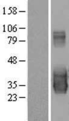 Western Blot: C20orf103 Overexpression Lysate (Adult Normal) [NBL1-08354] Left-Empty vector transfected control cell lysate (HEK293 cell lysate); Right -Over-expression Lysate for C20orf103.