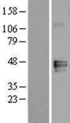 Western Blot: Milk Fat Globule 1 Overexpression Lysate (Adult Normal) [NBL1-13037] Left-Empty vector transfected control cell lysate (HEK293 cell lysate); Right -Over-expression Lysate for Milk Fat Globule 1.