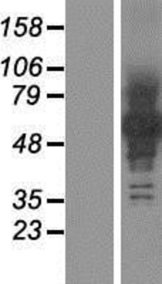 Western Blot: Protocadherin beta 12 Overexpression Lysate (Adult Normal) [NBP2-06774] Left-Empty vector transfected control cell lysate (HEK293 cell lysate); Right -Over-expression Lysate for Protocadherin beta 12.
