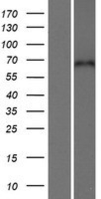 Western Blot: CPNE5 Overexpression Lysate (Adult Normal) [NBP2-06586] Left-Empty vector transfected control cell lysate (HEK293 cell lysate); Right -Over-expression Lysate for CPNE5.