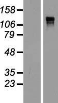 Western Blot: Anillin Overexpression Lysate (Adult Normal) [NBP2-06787] Left-Empty vector transfected control cell lysate (HEK293 cell lysate); Right -Over-expression Lysate for Anillin.