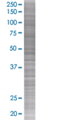 IL27 transfected lysate