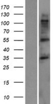 Western Blot: TMCC3 Overexpression Lysate (Adult Normal) [NBP2-06625] Left-Empty vector transfected control cell lysate (HEK293 cell lysate); Right -Over-expression Lysate for TMCC3.