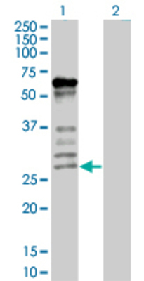 Lane 1: IL27 transfected lysate (27.5 KDa). Lane 2: Non-transfected lysate.