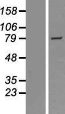 Western Blot: SH2D4A Overexpression Lysate (Adult Normal) [NBP2-06474] Left-Empty vector transfected control cell lysate (HEK293 cell lysate); Right -Over-expression Lysate for SH2D4A.