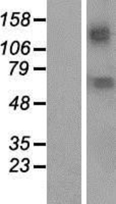 Western Blot: KCNN2 Overexpression Lysate (Adult Normal) [NBP2-06528] Left-Empty vector transfected control cell lysate (HEK293 cell lysate); Right -Over-expression Lysate for KCNN2.