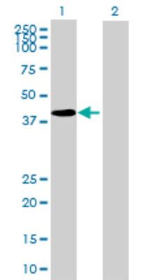 Lane 1: TGFB1I1 transfected lysate (48.95 KDa) Lane 2: Non-transfected lysate.