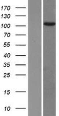 Western Blot: TEX10 Overexpression Lysate (Adult Normal) [NBP2-06930] Left-Empty vector transfected control cell lysate (HEK293 cell lysate); Right -Over-expression Lysate for TEX10.