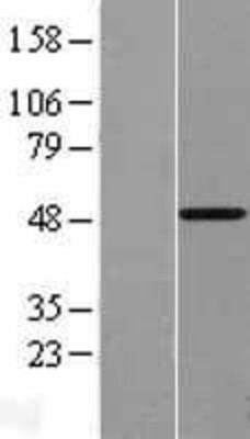 Western Blot: Vitamin D Receptor Overexpression Lysate (Adult Normal) [NBL1-17711] Left-Empty vector transfected control cell lysate (HEK293 cell lysate); Right -Over-expression Lysate for Vitamin D Receptor.
