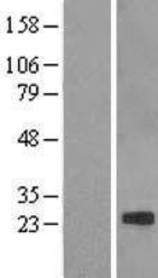 Western Blot: Claudin 7 Overexpression Lysate (Adult Normal) [NBL1-09249] Left-Empty vector transfected control cell lysate (HEK293 cell lysate); Right -Over-expression Lysate for Claudin 7.