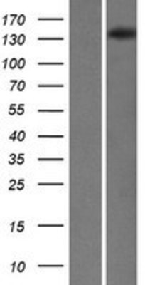 Western Blot: SKIV2L Overexpression Lysate (Adult Normal) [NBP2-07555] Left-Empty vector transfected control cell lysate (HEK293 cell lysate); Right -Over-expression Lysate for SKIV2L.