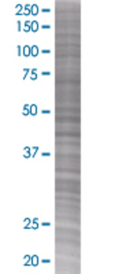 RBED1 transfected lysate