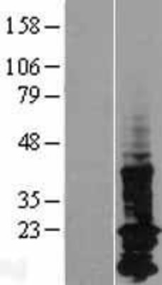 Western Blot: LAPTM5 Overexpression Lysate (Adult Normal) [NBP2-07587] Left-Empty vector transfected control cell lysate (HEK293 cell lysate); Right -Over-expression Lysate for LAPTM5.