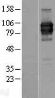 Western Blot: LILRA2 Overexpression Lysate (Adult Normal) [NBP2-07570] Left-Empty vector transfected control cell lysate (HEK293 cell lysate); Right -Over-expression Lysate for LILRA2.