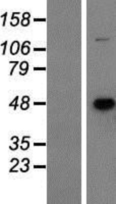 Western Blot: GCDH Overexpression Lysate (Adult Normal) [NBP2-07400] Left-Empty vector transfected control cell lysate (HEK293 cell lysate); Right -Over-expression Lysate for GCDH.