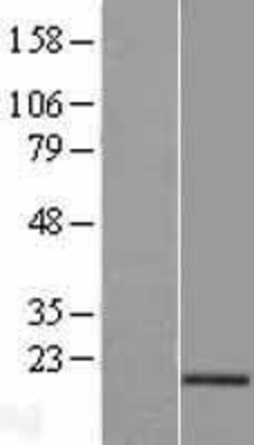 Western Blot: AGR3 Overexpression Lysate (Adult Normal) [NBL1-07390] Left-Empty vector transfected control cell lysate (HEK293 cell lysate); Right -Over-expression Lysate for AGR3.