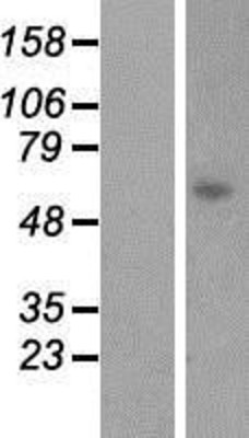 Western Blot: LGSN Overexpression Lysate (Adult Normal) [NBP2-07012] Left-Empty vector transfected control cell lysate (HEK293 cell lysate); Right -Over-expression Lysate for LGSN.