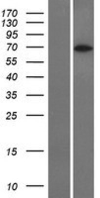 Western Blot: CoREST3/RCOR3 Overexpression Lysate (Adult Normal) [NBP2-06838] Left-Empty vector transfected control cell lysate (HEK293 cell lysate); Right -Over-expression Lysate for CoREST3/RCOR3.