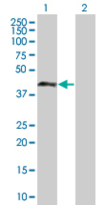 Lane 1: DMBX1 transfected lysate (41.58 KDa) Lane 2: Non-transfected lysate.