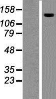 Western Blot: AMBRA1 Overexpression Lysate (Adult Normal) [NBP2-06932] Left-Empty vector transfected control cell lysate (HEK293 cell lysate); Right -Over-expression Lysate for AMBRA1.