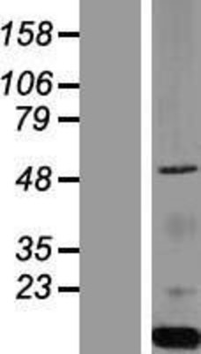Western Blot: PIST Overexpression Lysate (Adult Normal) [NBP2-06654] Left-Empty vector transfected control cell lysate (HEK293 cell lysate); Right -Over-expression Lysate for PIST.