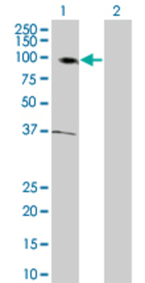 Lane 1: ANAPC5 transfected lysate (85.1 KDa) Lane 2: Non-transfected lysate.