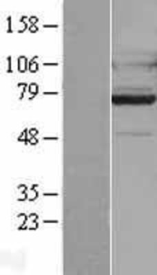 Western Blot: GPR128 Overexpression Lysate (Adult Normal) [NBL1-11250] Left-Empty vector transfected control cell lysate (HEK293 cell lysate); Right -Over-expression Lysate for GPR128.