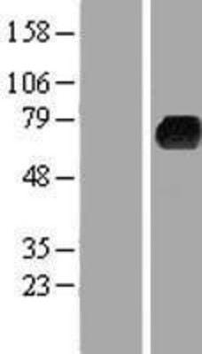 Western Blot: Kelch-Like 3 Overexpression Lysate (Adult Normal) [NBP2-06980] Left-Empty vector transfected control cell lysate (HEK293 cell lysate); Right -Over-expression Lysate for Kelch-Like 3.