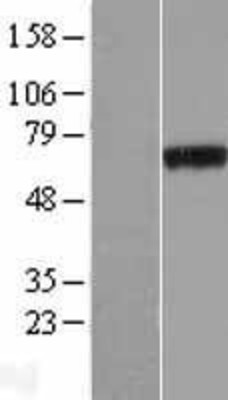 Western Blot: PHF19 Overexpression Lysate (Adult Normal) [NBP2-07134] Left-Empty vector transfected control cell lysate (HEK293 cell lysate); Right -Over-expression Lysate for PHF19.