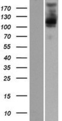 Western Blot: PLEKHM2 Overexpression Lysate (Adult Normal) [NBP2-07208] Left-Empty vector transfected control cell lysate (HEK293 cell lysate); Right -Over-expression Lysate for PLEKHM2.