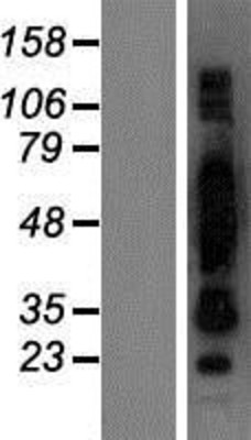Western Blot: CRNN Overexpression Lysate (Adult Normal) [NBP2-07077] Left-Empty vector transfected control cell lysate (HEK293 cell lysate); Right -Over-expression Lysate for CRNN.
